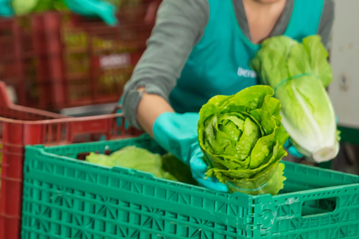 冷房完備での倉庫において野菜のピッキング・<br />折り畳みコンテナの組み立ての画像